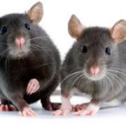 Disinfestazione Roma - disinfestazione-roma.it