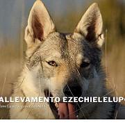 Allevamento Ezechielelupo