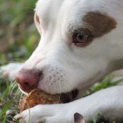 Euroitalia pet - cibo secco e umido per cani e gatti